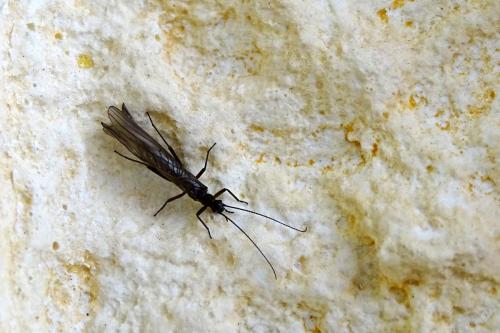 Leuctra sp.