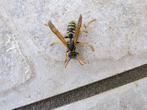 Polistes sp.