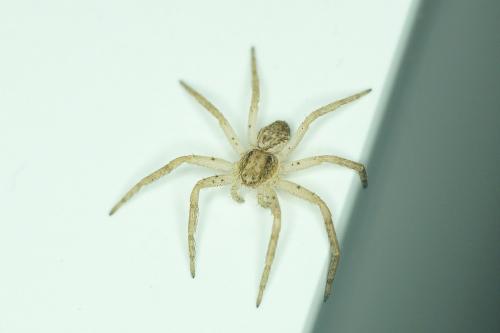 Philodromus dispar