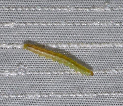 Mesapamea sp.