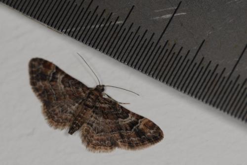 Gymnoscelis rufifasciata