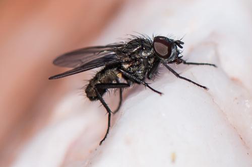 Réf. 156 672 : Delia platura
