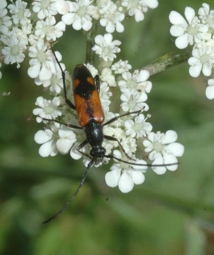 Réf. 156 931 : Stenurella bifasciata