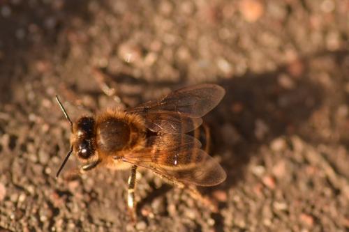 Apis mellifera