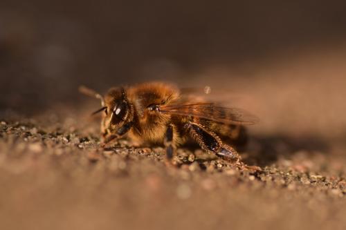 Réf. 156 237 : Apis mellifera
