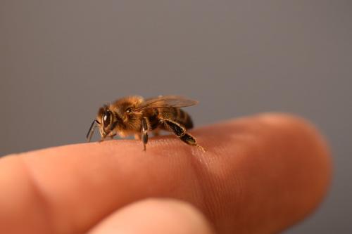 Apis mellifera