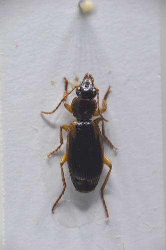 Réf. 156 551 : Cymindis humeralis