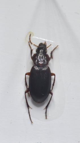 Platyderus depressus