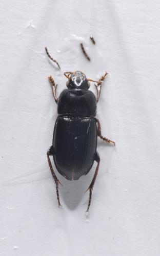 Harpalus serripes
