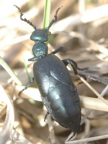 Meloe proscarabaeus