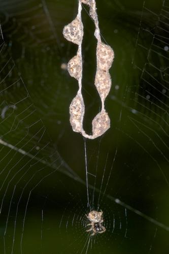 Réf. 156 306 : Cyclosa mulmeinensis