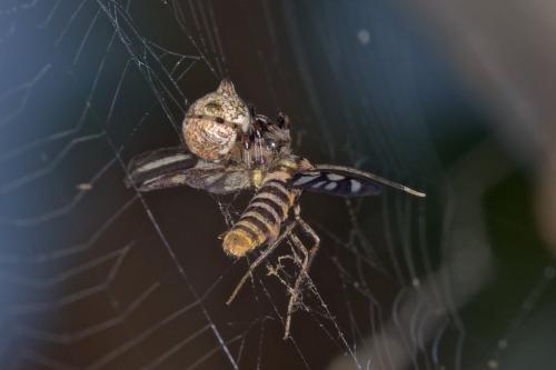 Cyclosa mulmeinensis