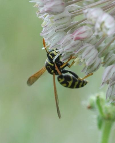 Polistes dominula
