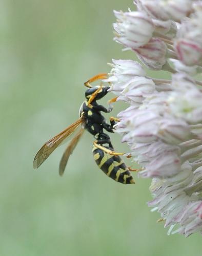 Polistes dominula