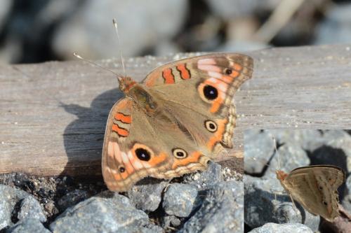 Réf. 156 622 : Junonia sp.