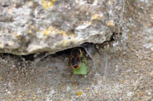 Megachile sp.