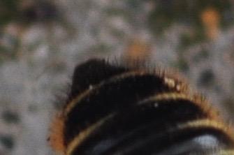 Megachile sp.