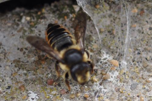Megachile sp.