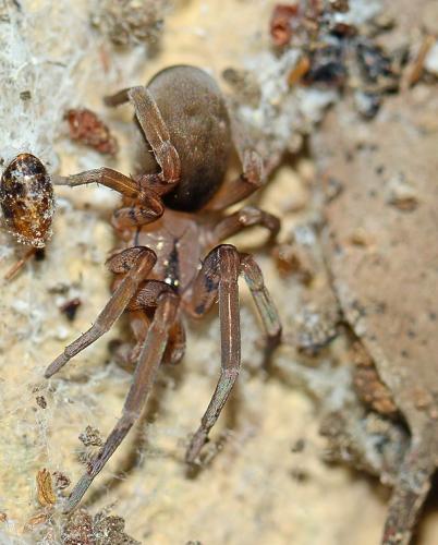 Filistata insidiatrix