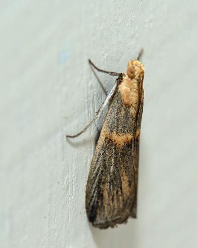 Réf. 156 504 : Oxybia transversella