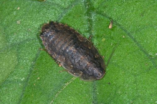 Rhicnoda sp.