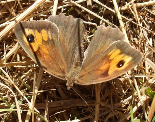 Réf. 156 474 : Maniola jurtina