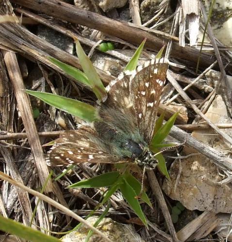 Réf. 156 481 : Pyrgus sp.
