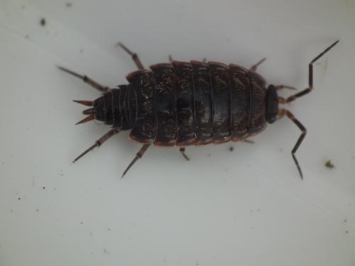 Philoscia muscorum
