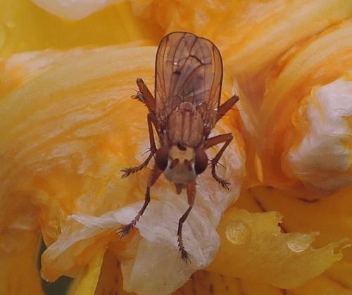 Tetanocera ferruginea