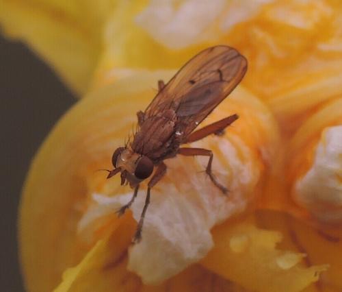 Tetanocera ferruginea