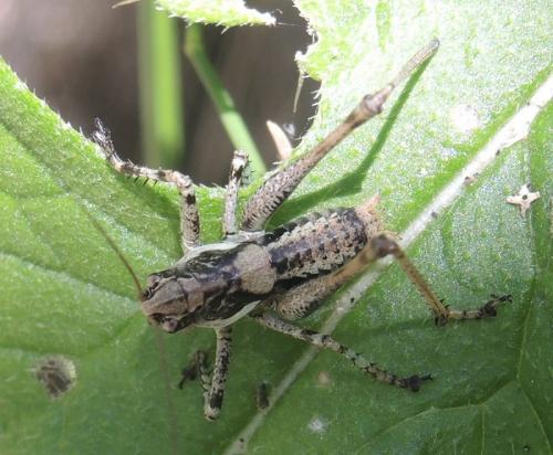 Réf. 156 879 : Antaxius pedestris