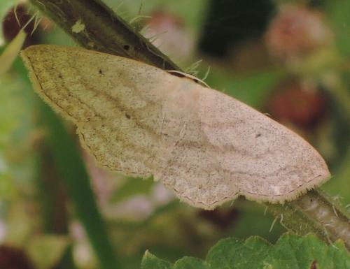 Réf. 156 851 : Scopula nigropunctata
