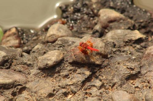 Trithemis kirbyi