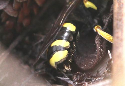 Réf. 156 344 : Ectemnius continuus punctatus