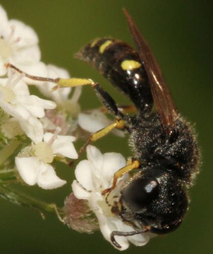 Réf. 156 327 : Ectemnius sp.