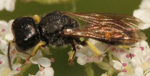 Réf. 156 329 : Ectemnius sp.