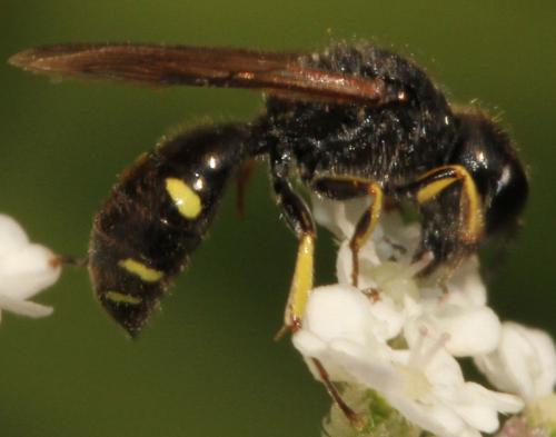 Réf. 156 328 : Ectemnius sp.