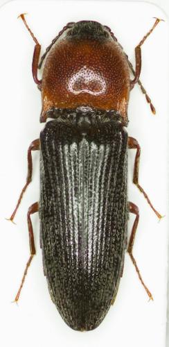 Melanotus leonardi