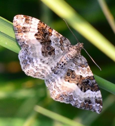 Réf. 156 565 : Epirrhoe alternata
