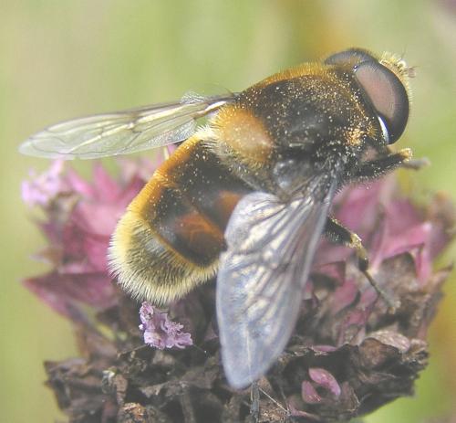 Eristalis intricaria