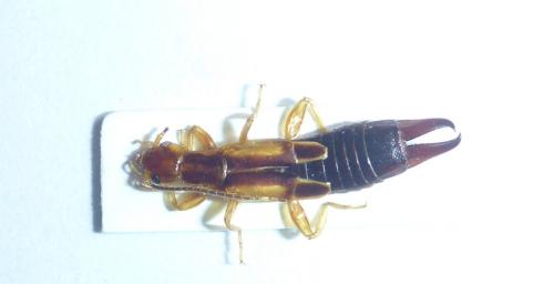 Réf. 156 460 : Euborellia cincticollis