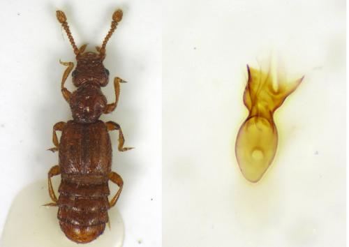 Réf. 156 173 : Euplectus karstenii