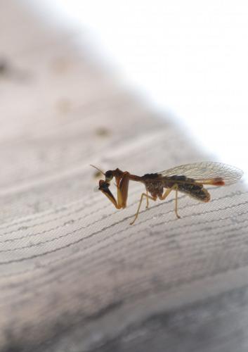 Mantispa styriaca