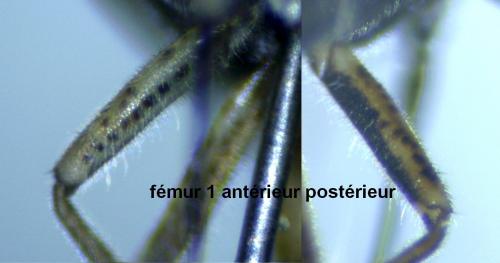 Saldula palustris