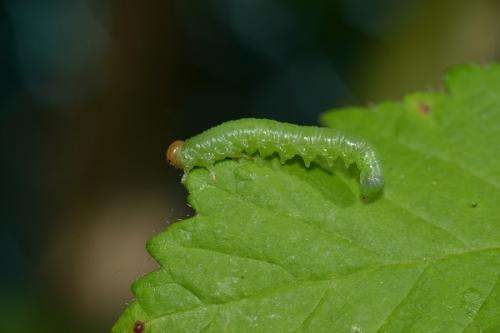 Réf. 156 421 : Nematinae inconnu