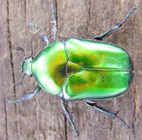 Eupotosia affinis