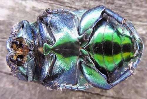 Eupotosia affinis