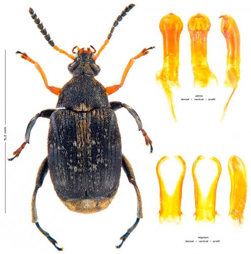 Réf. 156 186 : Bruchus rufimanus