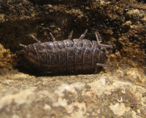 Réf. 156 319 : Trachelipus rathkii