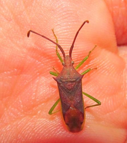Plinachtus imitator